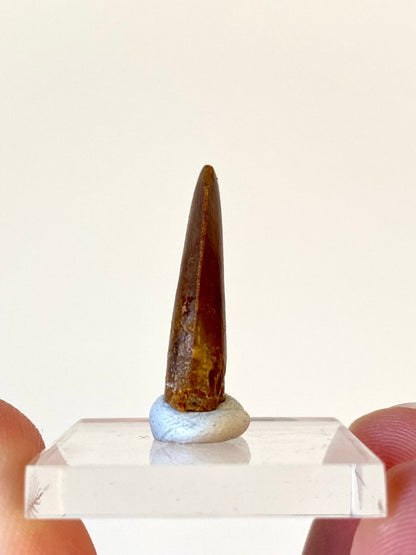 0.98" Carcharodontosaurus fossil tooth, Dinosaur tooth - FossilsAndMore