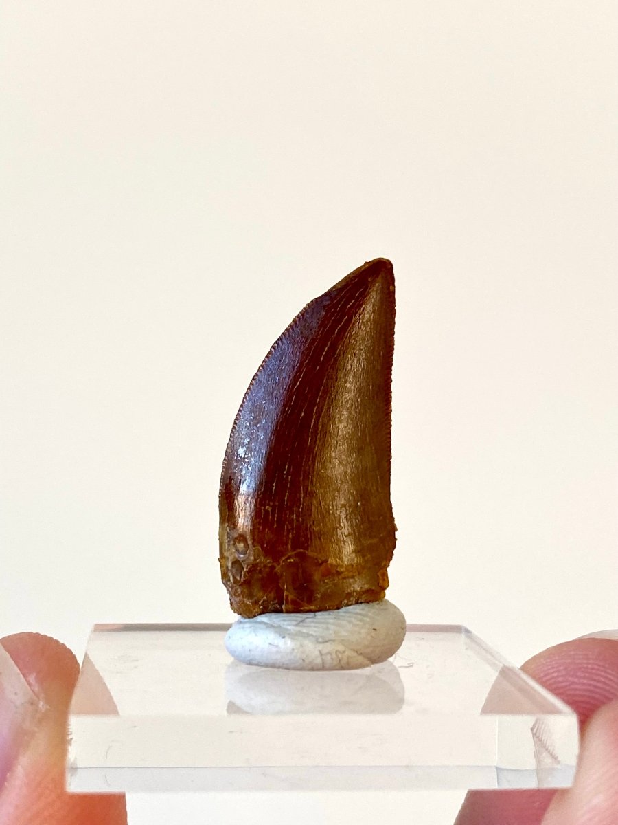 0.98" Carcharodontosaurus fossil tooth, Dinosaur tooth - FossilsAndMore