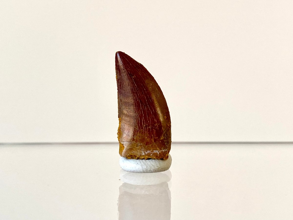 0.98" Carcharodontosaurus fossil tooth, Dinosaur tooth - FossilsAndMore