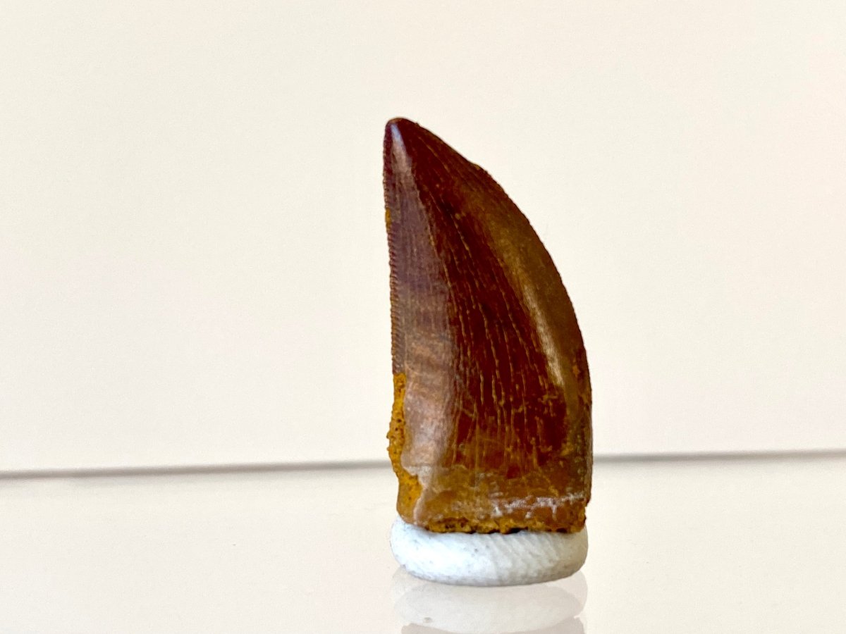 0.98" Carcharodontosaurus fossil tooth, Dinosaur tooth - FossilsAndMore