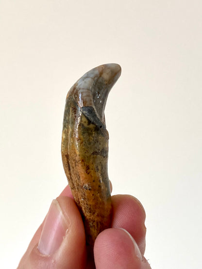 Cave Bear Incisor from Poland