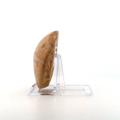 Pygurus Marmonti, sea urchin from Jurassic, Madagascar (2.81")