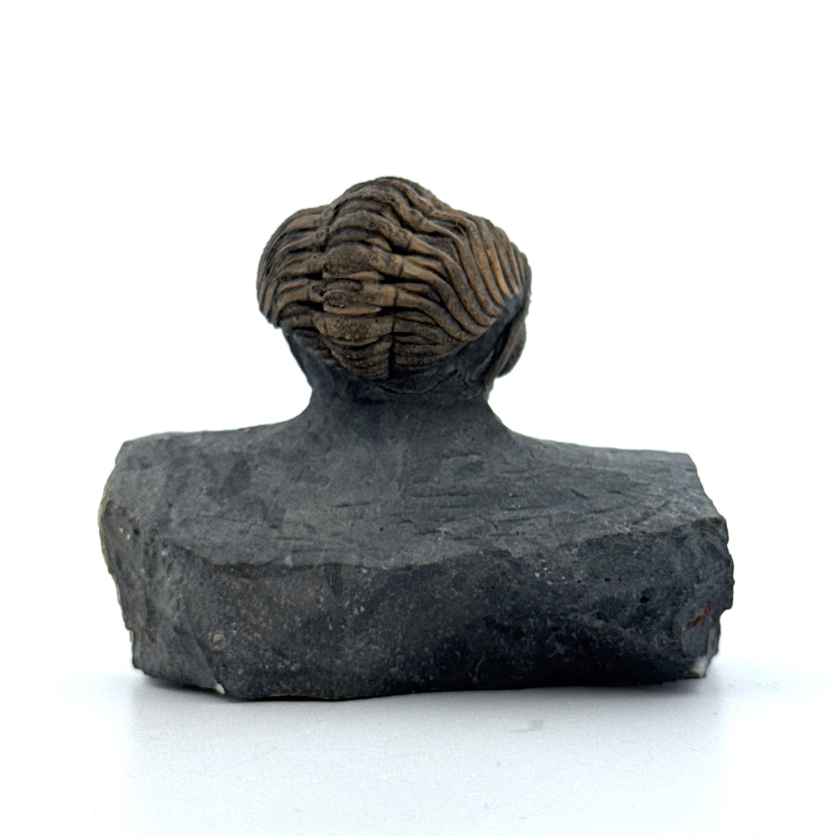 Devonian Phacopid Trilobite from Morocco | 2"