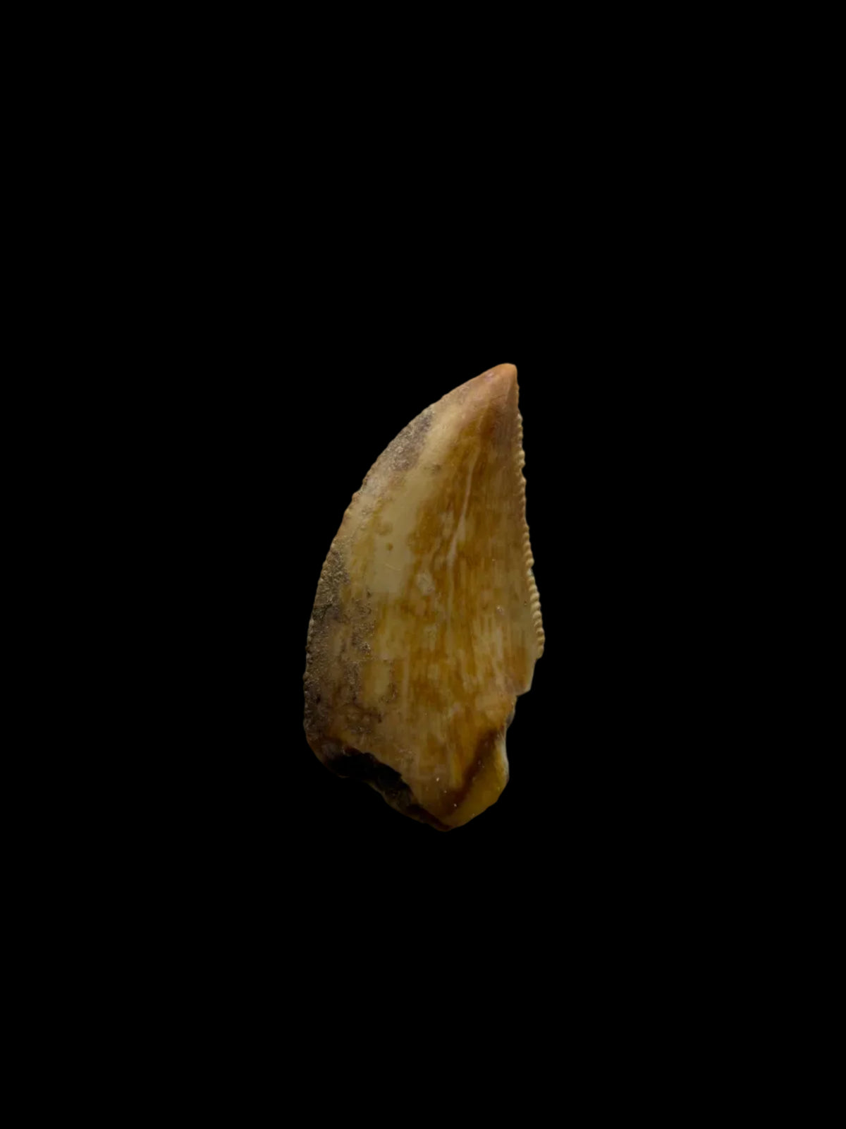 Majungasaurus Dinosaurus Tand uit het Laat-Krijt, Madagaskar (0.82")