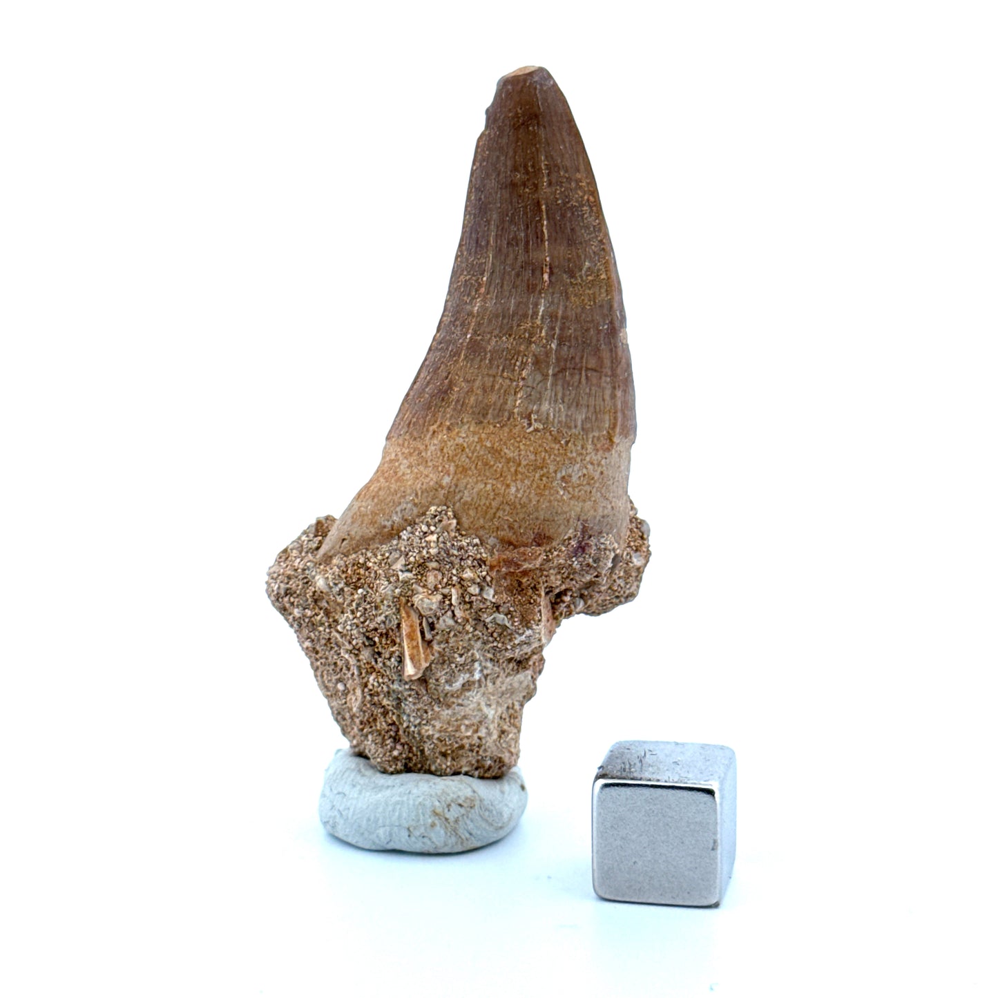 Maroccosuchus zennaroi Fossil tooth (1.55") from Morocco