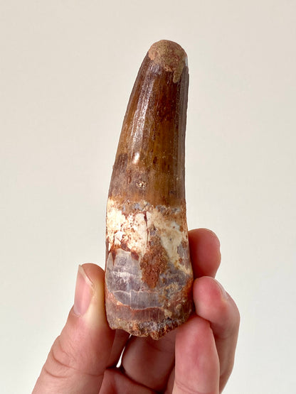 3.8" (9,6cm) Large Spinosaurus fossil tooth