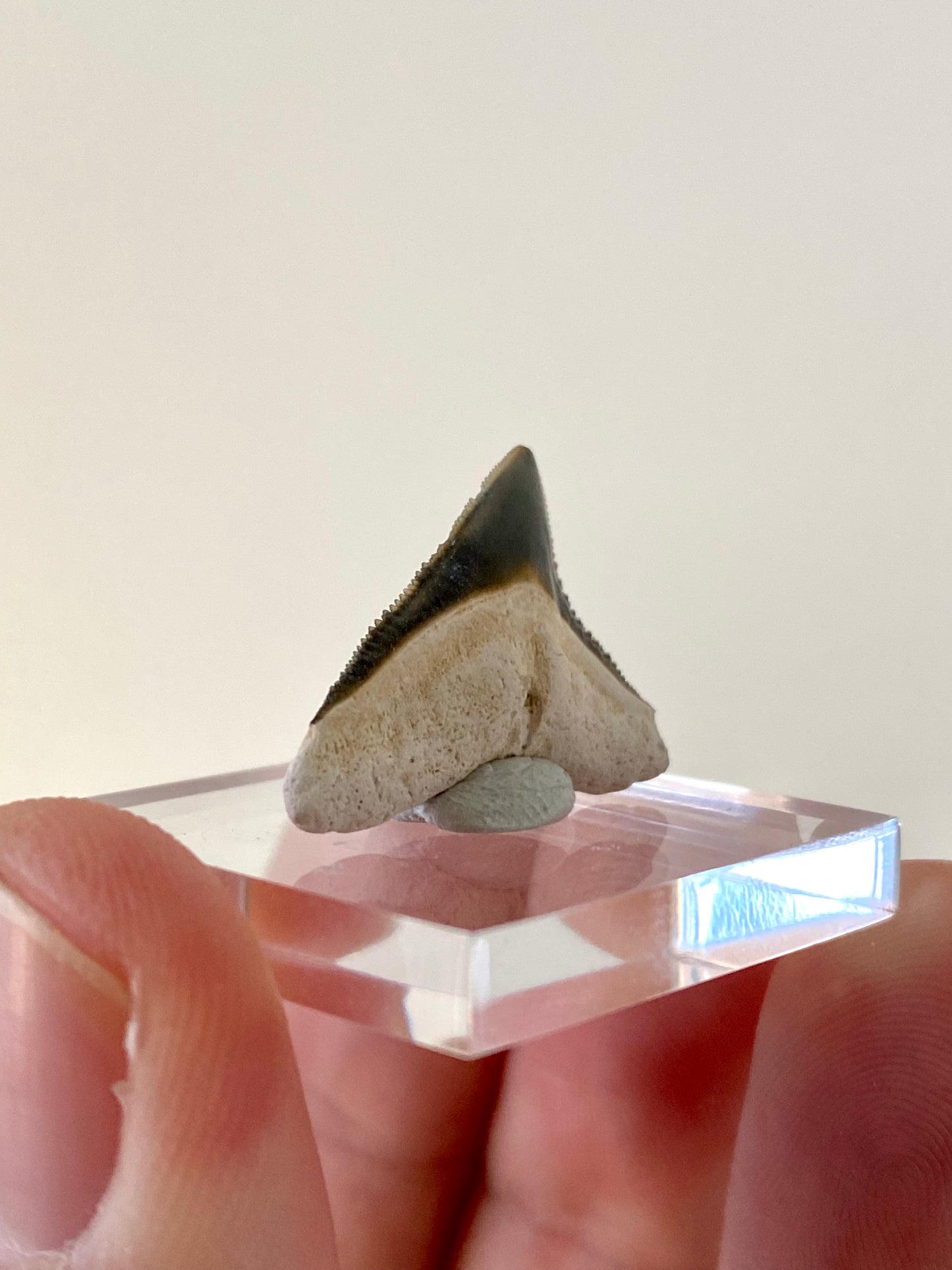 Bone Valley Bull shark tooth fossil