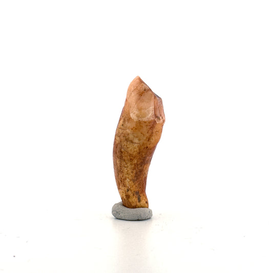Cave Bear (Ursus spelaeus) incisor tooth from pleistocene, Rumania | 1.62"
