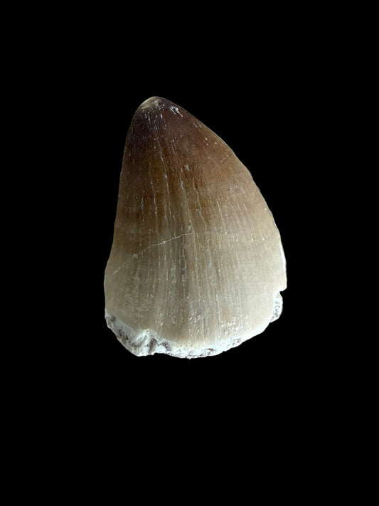 Mosasaur tooth fossil from Late Cretaceous, Morocco | 1.29"