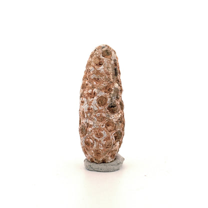 Fossiele Pijnappel, Equicalastrobus chinlea (1.92 inch) - Eoceen plantenfossiel uit Marokko