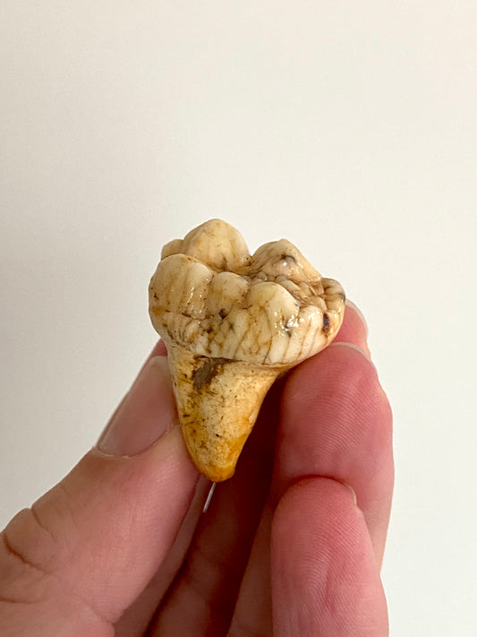 Cave Bear Molar - FossilsAndMore