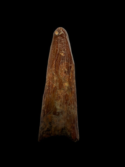 Pterosaur fossil tooth from Morocco | 0.98"