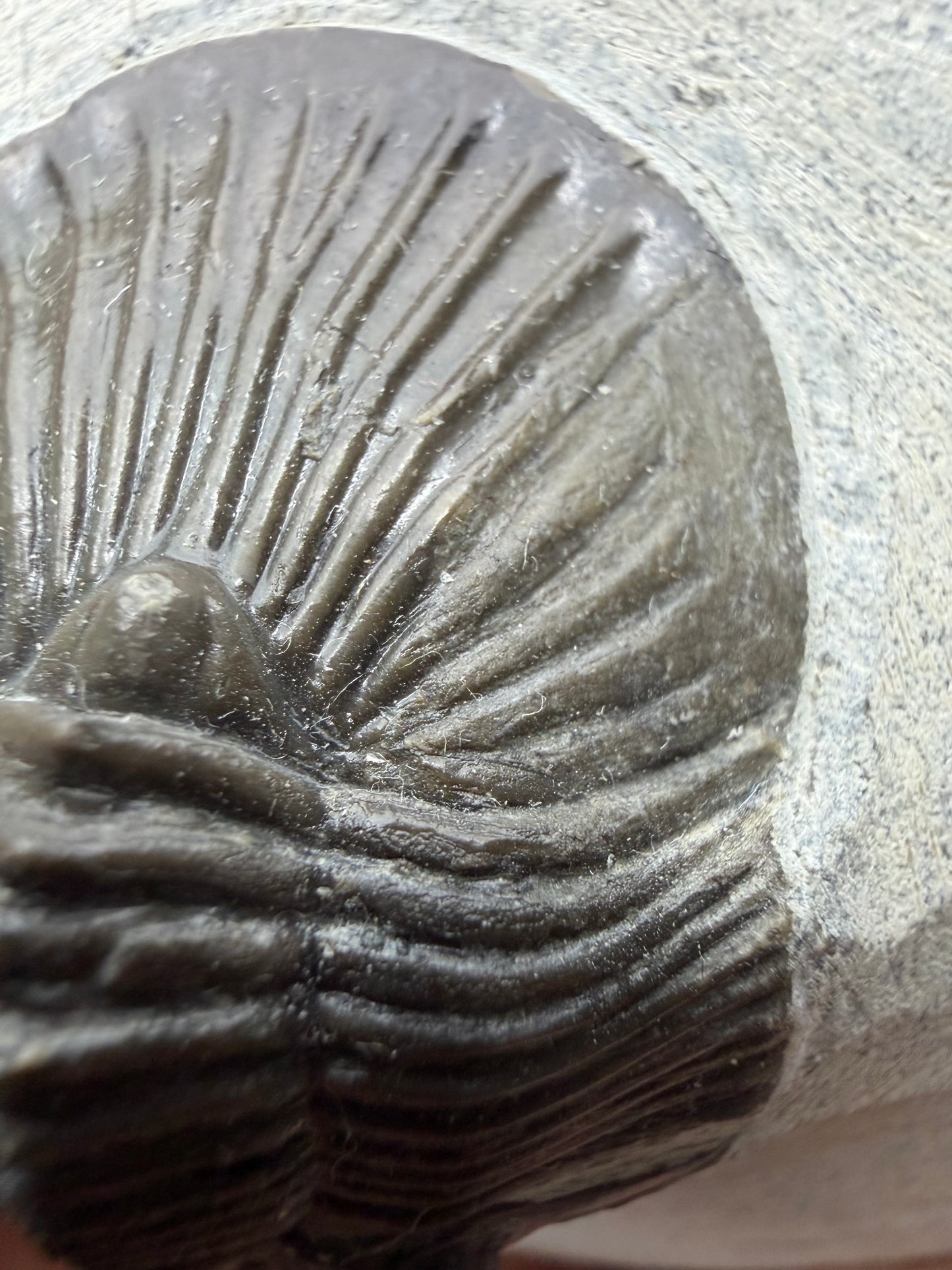 Scutellum sp. Trilobite on Matrix from Devonian, Morocco (1.45")