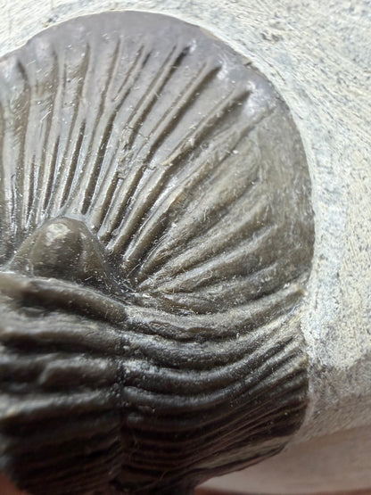 Scutellum sp. Trilobite on Matrix from Devonian, Morocco (1.45")