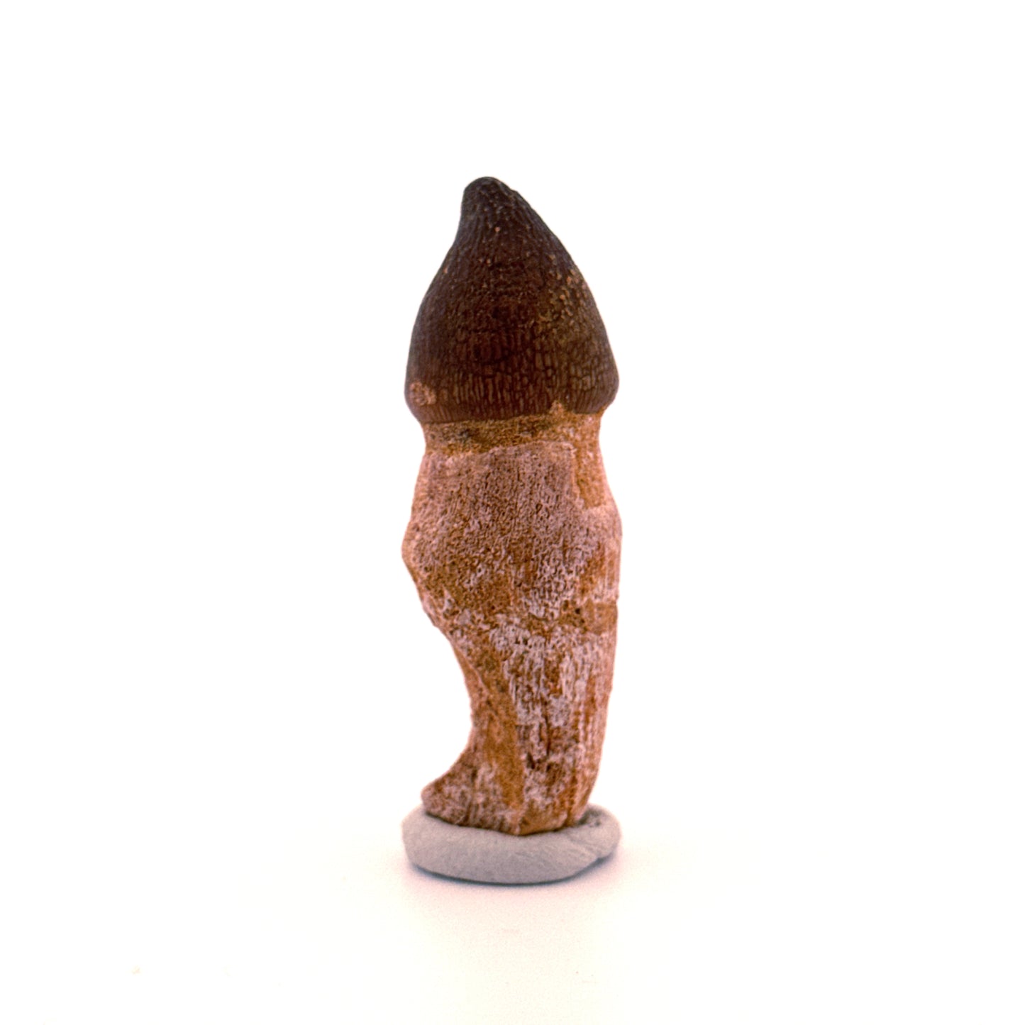 Globidens phosphaticus tooth with natural root from Cretaceous, Morocco (2.37")