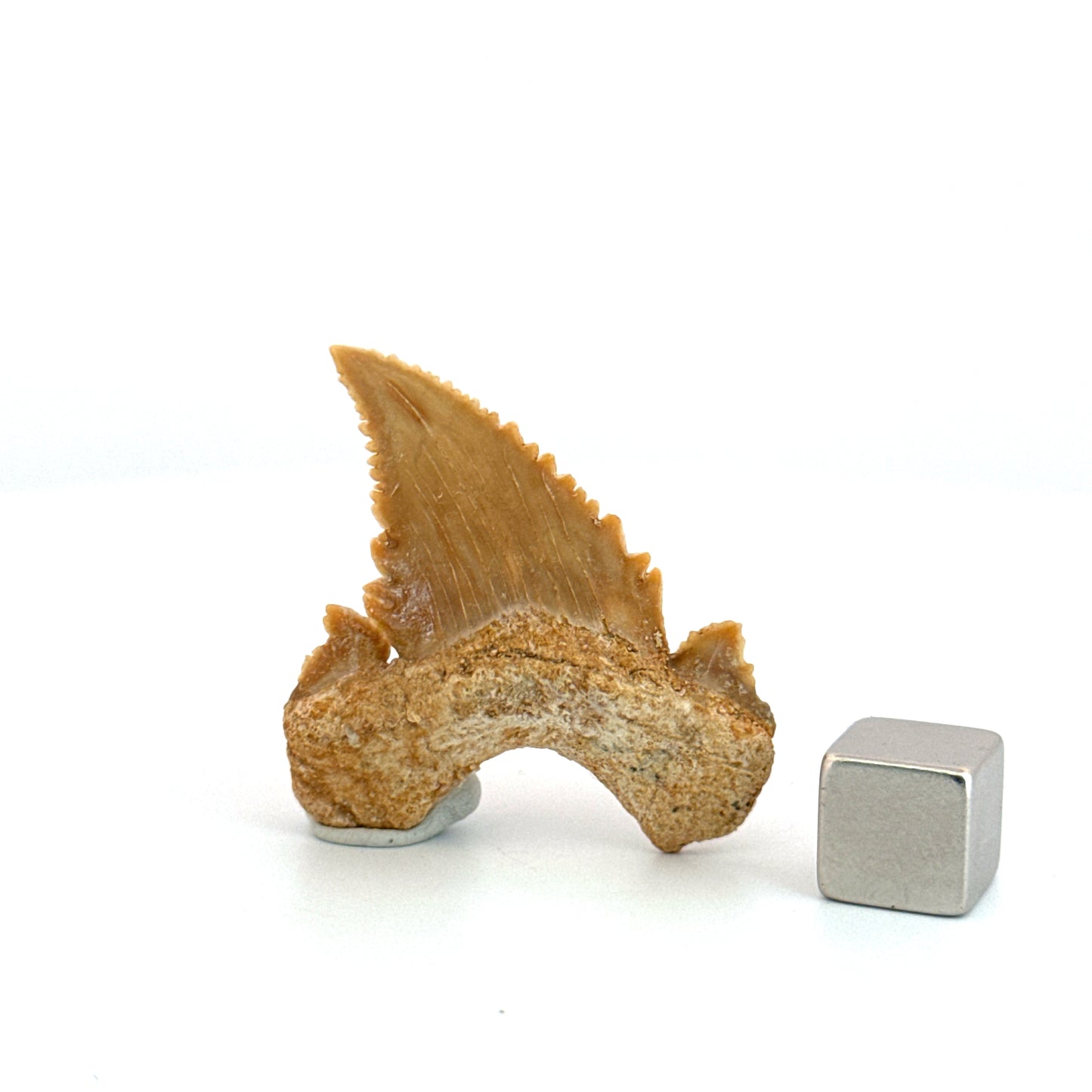 Palaeocarcharodon orientalis Tooth (1.66") from Morocco