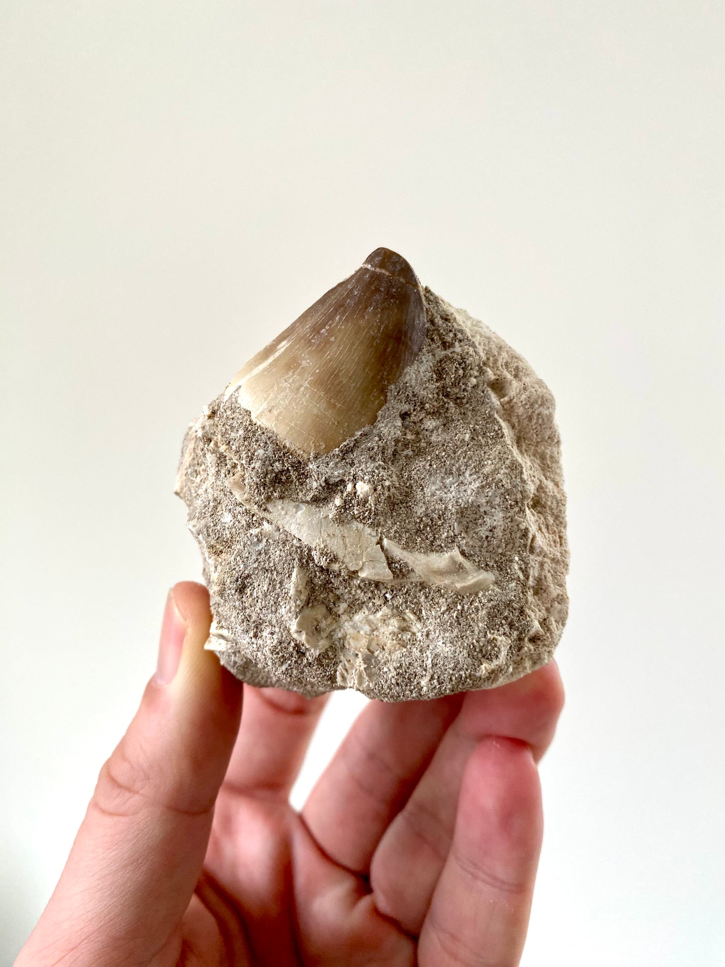 Mosasaurus fossil tooth on Matrix