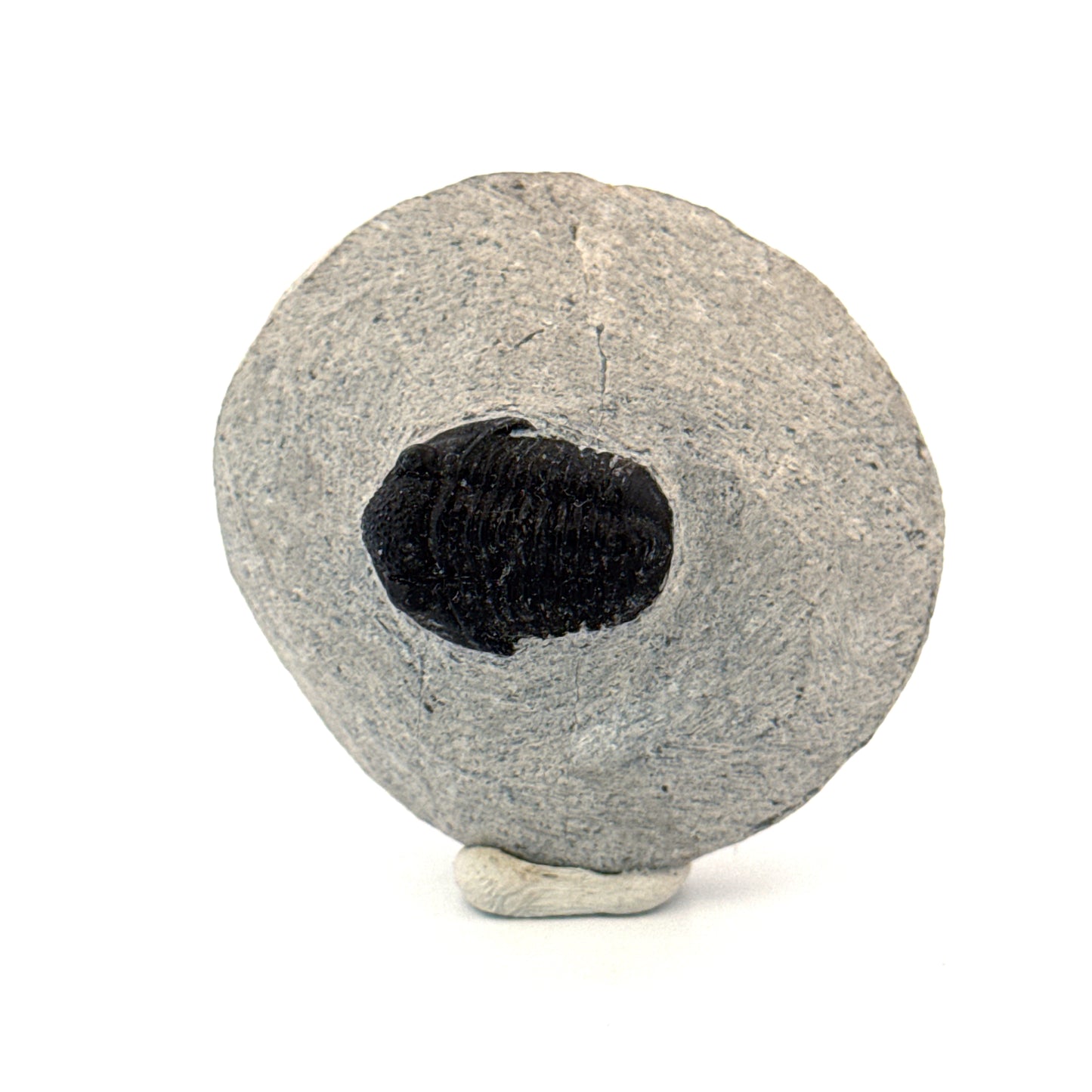 Gerastos granulosus Devonian Trilobite Fossil from, Morocco (A013)