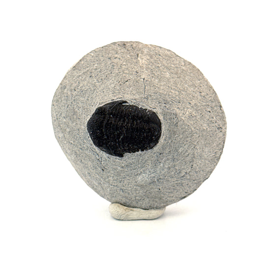 Gerastos granulosus Devonian Trilobite Fossil from, Morocco (A013)