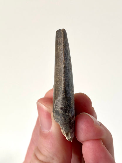 Eocarchia Dinops fossil dinosaur tooth (5.6cm)