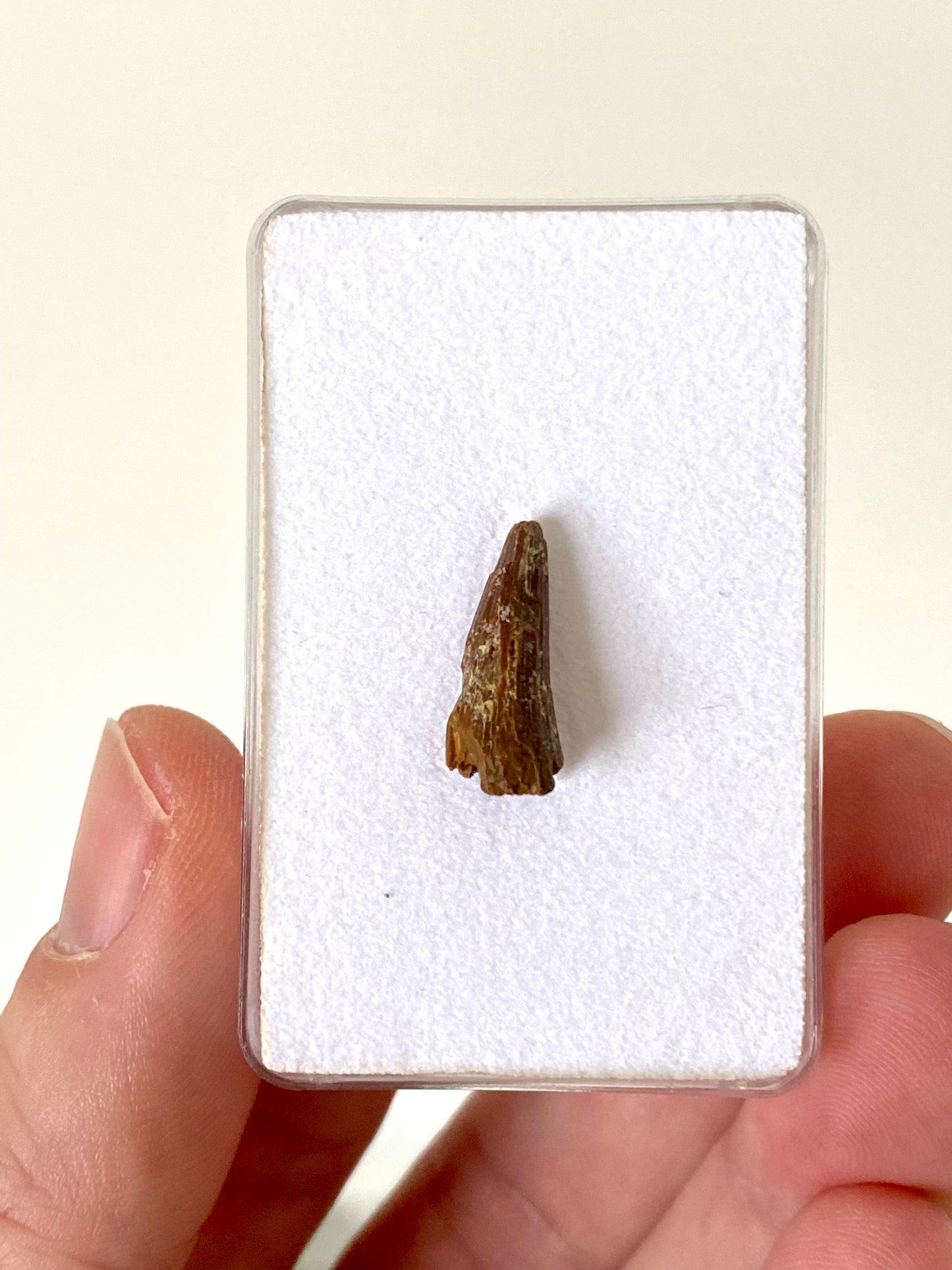 Crocodile species fossil tooth from Morocco