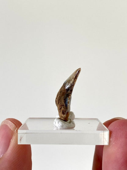 1.01" Galeocerdo Cuvier shark tooth fossil - FossilsAndMore