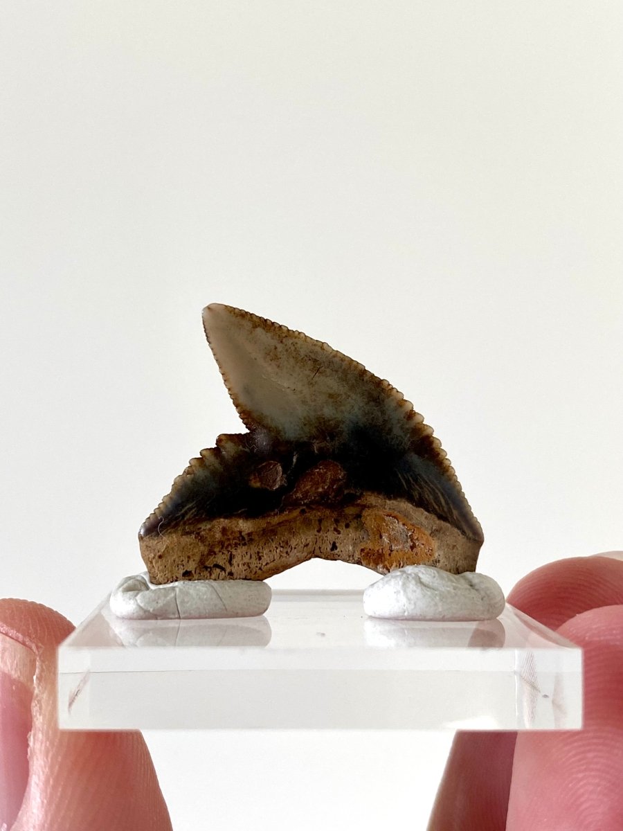 1.01" Galeocerdo Cuvier shark tooth fossil - FossilsAndMore