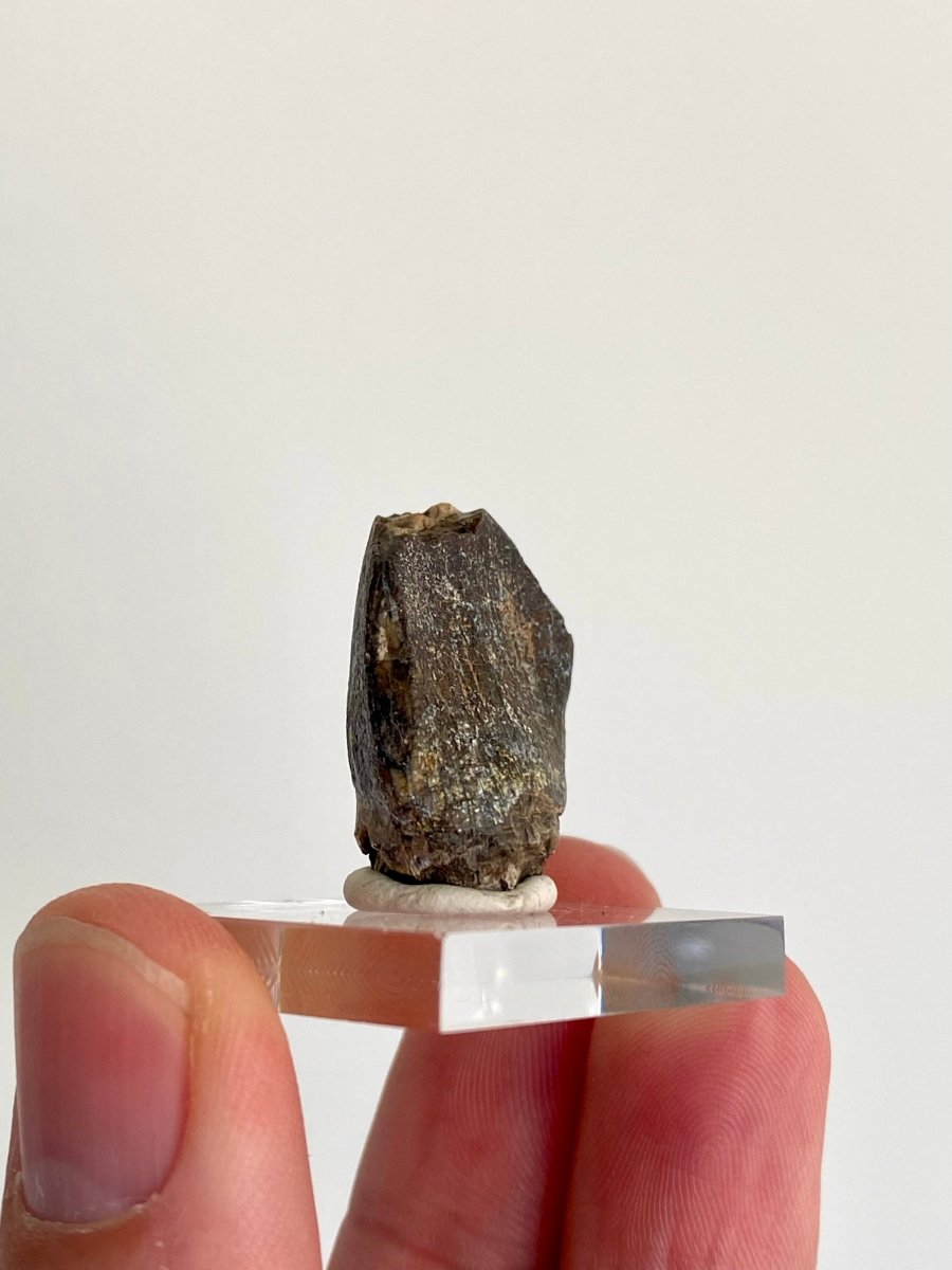 1.01" Jobaria Tiguidensis sauropod dinosaur tooth - FossilsAndMore