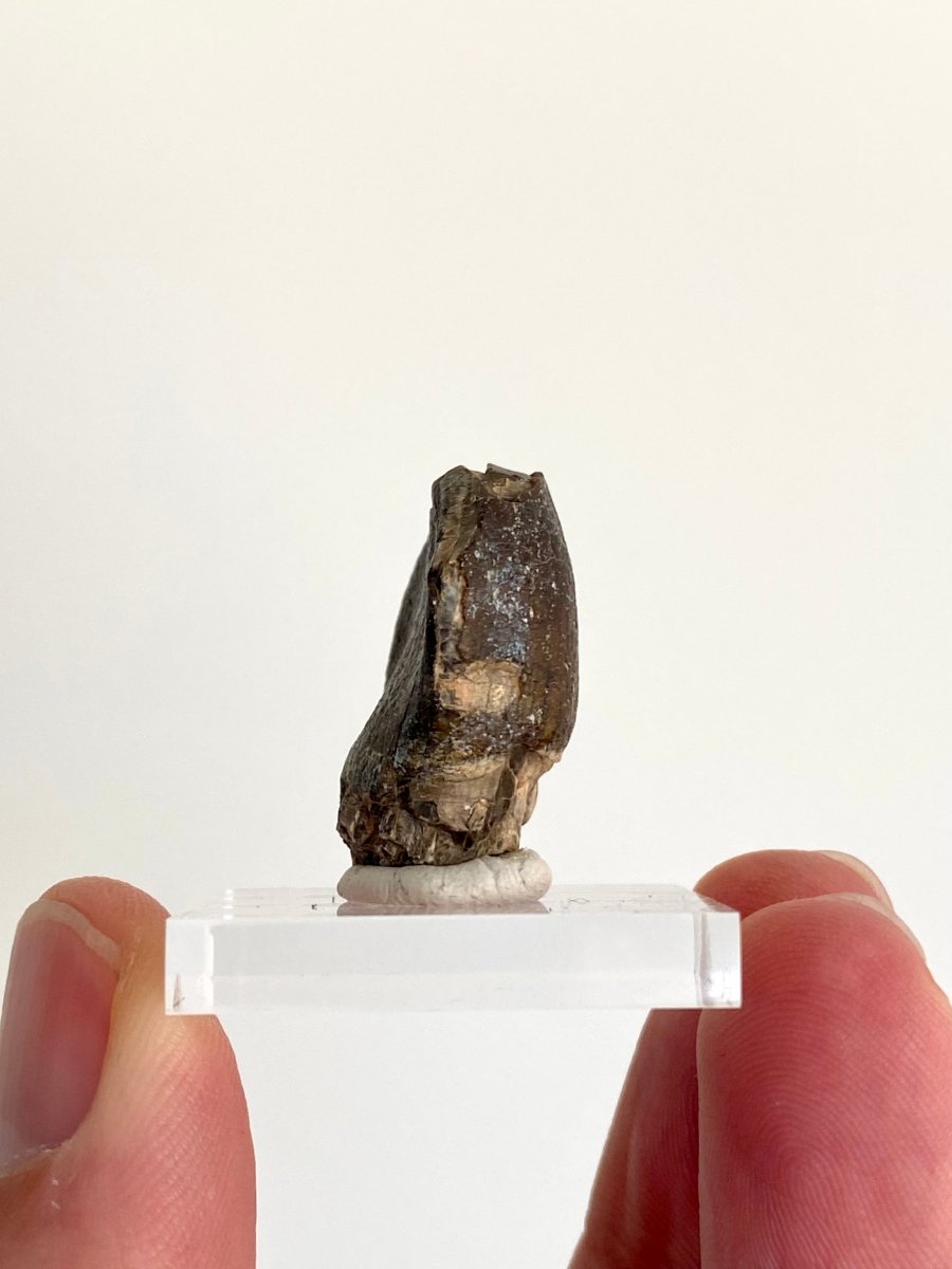 1.01" Jobaria Tiguidensis sauropod dinosaur tooth - FossilsAndMore