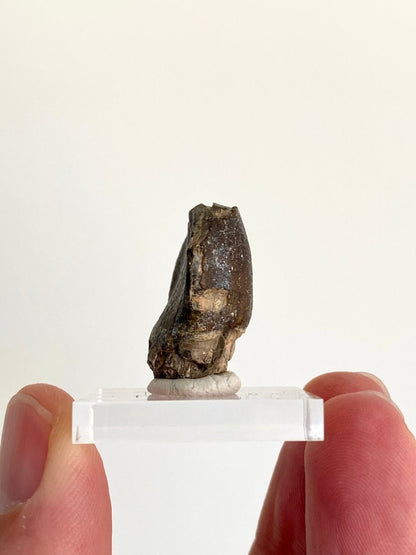 1.01" Jobaria Tiguidensis sauropod dinosaur tooth - FossilsAndMore