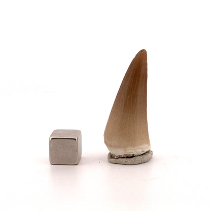 Mosasaur tooth fossil from Late Cretaceous, Morocco | 1.48"
