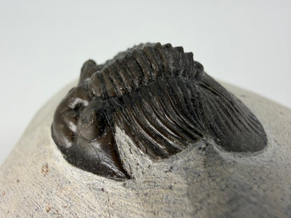 Scutellum sp. Trilobite on Matrix from Devonian, Morocco (1.45")
