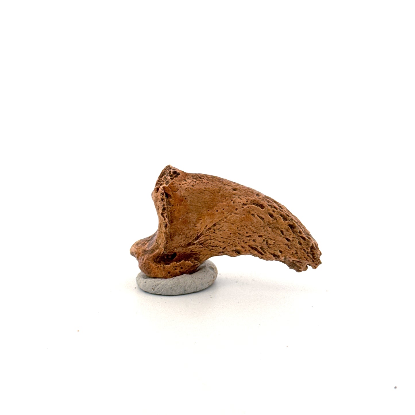 Cave Bear Claw (Ursus spelaeus), Distal phalanx Fossil (1.52") from Pleistocene, Romania
