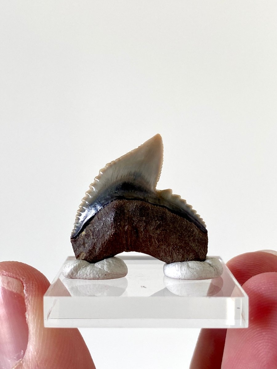 1.02" Galeocerdo Cuvier shark tooth fossil - FossilsAndMore