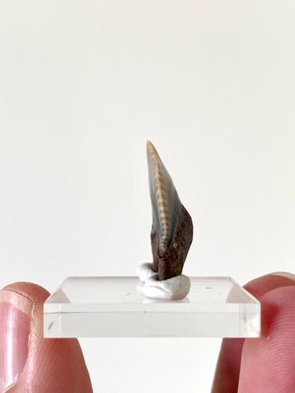 1.02" Galeocerdo Cuvier shark tooth fossil - FossilsAndMore