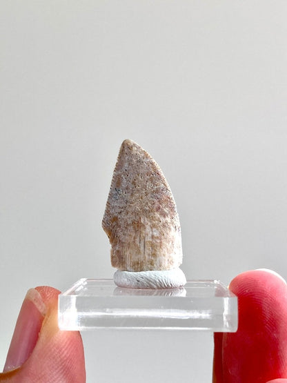 1.04" Large Majungasaurus tooth, Rare theropod dinosaur fossil tooth - FossilsAndMore