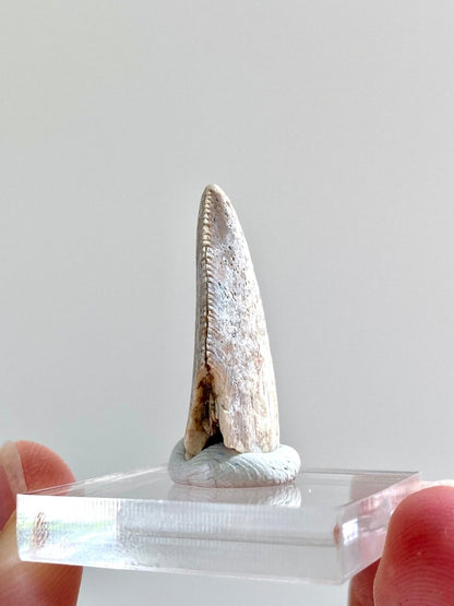 1.04" Large Majungasaurus tooth, Rare theropod dinosaur fossil tooth - FossilsAndMore