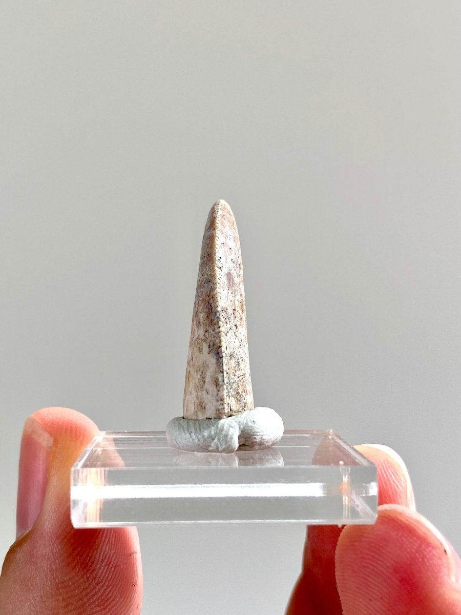 1.04" Large Majungasaurus tooth, Rare theropod dinosaur fossil tooth - FossilsAndMore