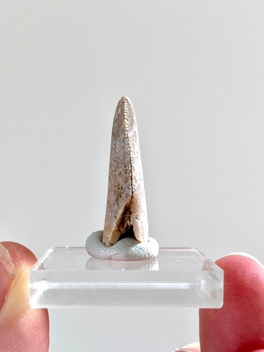 1.04" Large Majungasaurus tooth, Rare theropod dinosaur fossil tooth - FossilsAndMore