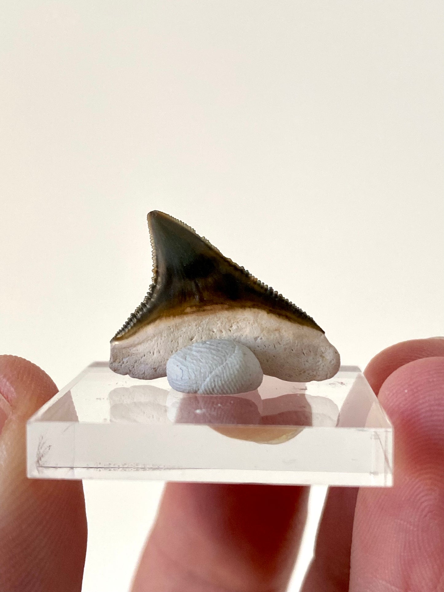 Bone Valley Bull shark tooth fossil