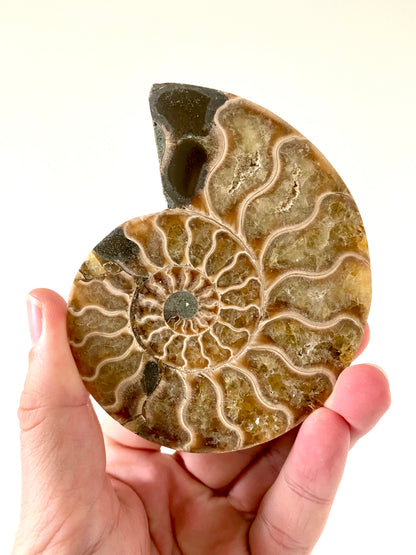 4.09" Ammonite Fossil, Cleoniceras species (2-sides, cut and polished)