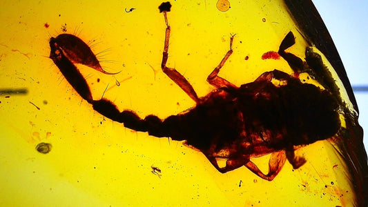 1.11" Burmese Amber with small scorpion species insect - FossilsAndMore