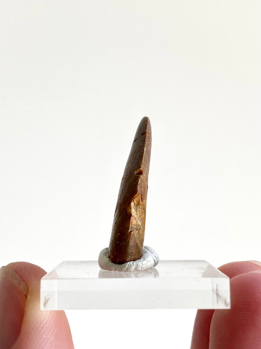 1.11" Carcharodontosaurus fossil tooth, Dinosaur tooth - FossilsAndMore