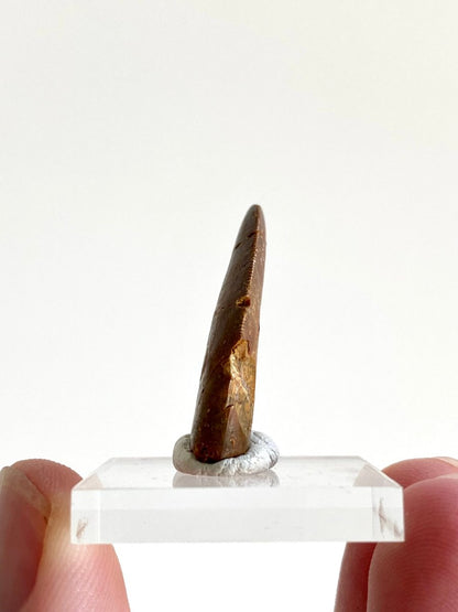 1.11" Carcharodontosaurus fossil tooth, Dinosaur tooth - FossilsAndMore