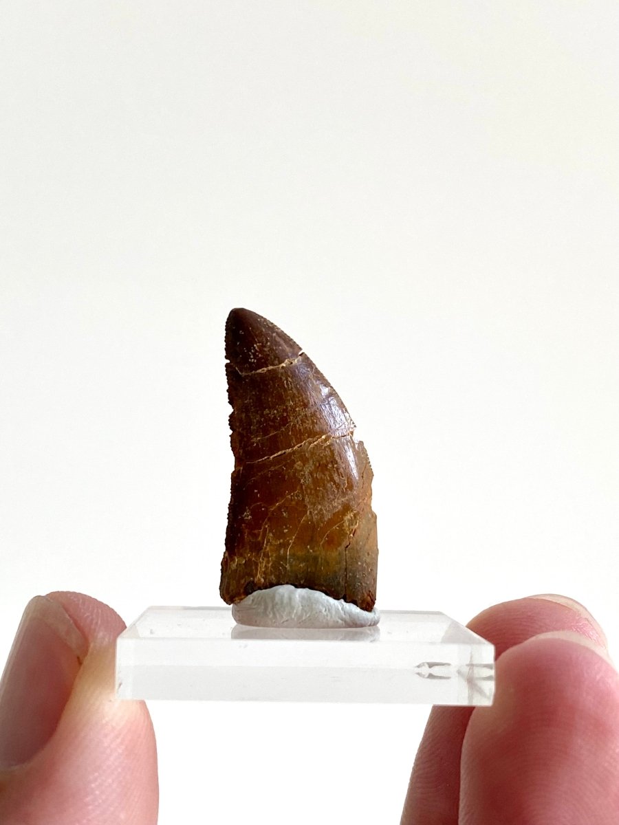 1.11" Carcharodontosaurus fossil tooth, Dinosaur tooth - FossilsAndMore