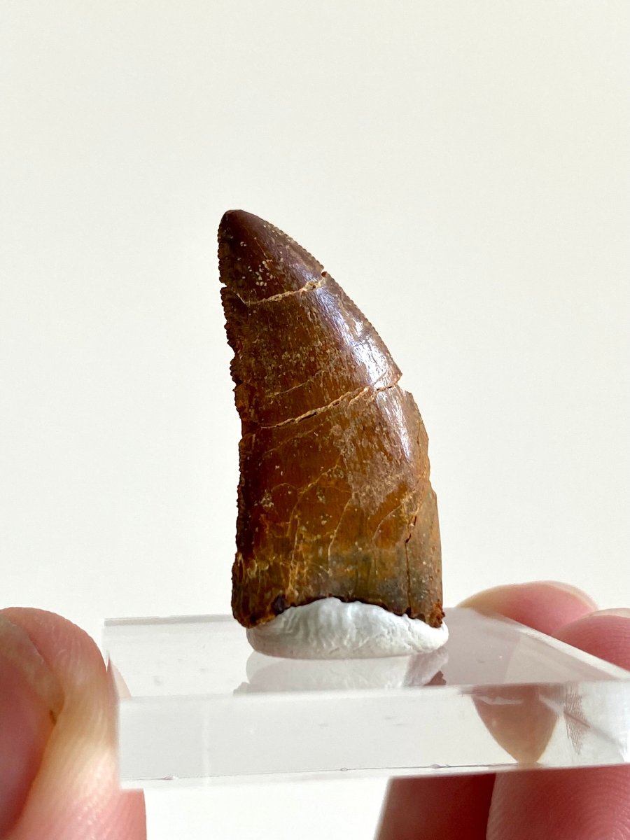 1.11" Carcharodontosaurus fossil tooth, Dinosaur tooth - FossilsAndMore