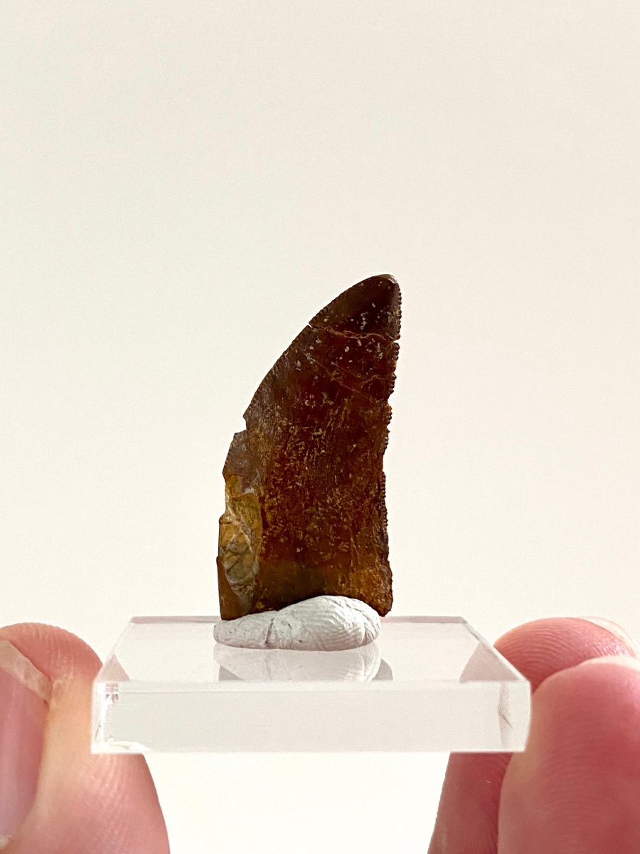 1.11" Carcharodontosaurus fossil tooth, Dinosaur tooth - FossilsAndMore