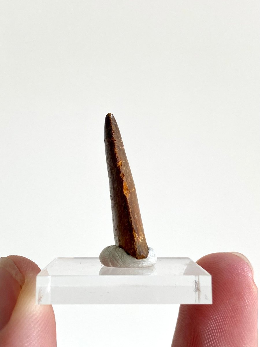 1.11" Carcharodontosaurus fossil tooth, Dinosaur tooth - FossilsAndMore