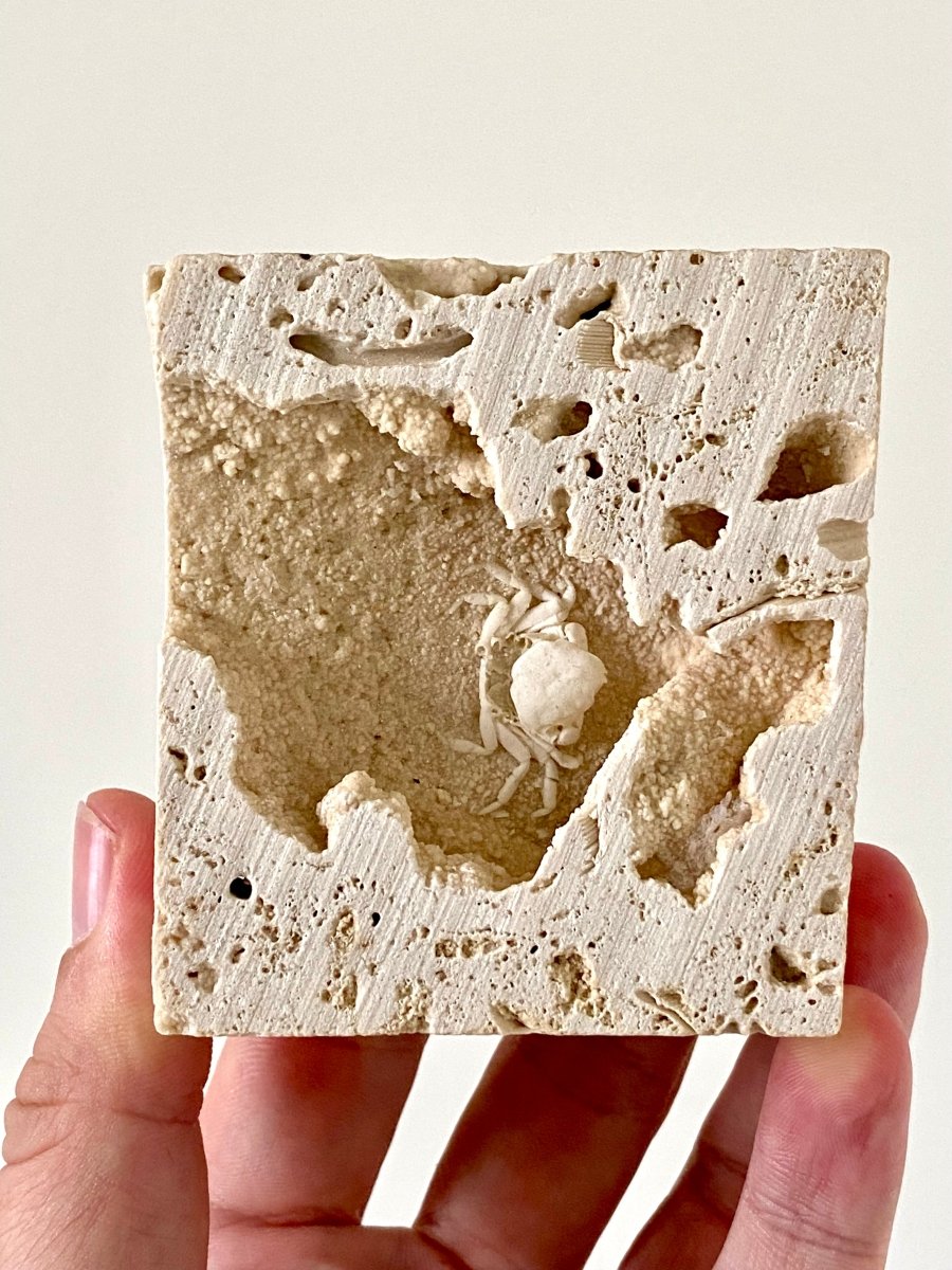 1.12" Potamon crab fossil species in travertine - FossilsAndMore