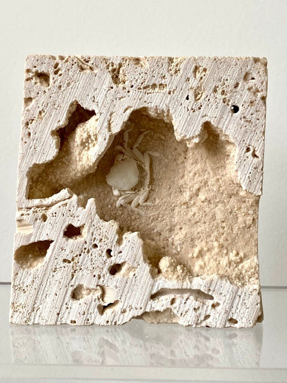 1.12" Potamon crab fossil species in travertine - FossilsAndMore